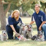 Pet Cleaning Treatments Dallas