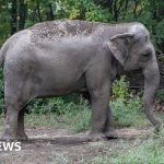 Happy the elephant is not a person, New York court rules