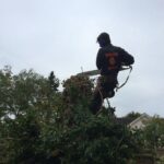 Tree Surgeons Beaconsfield
